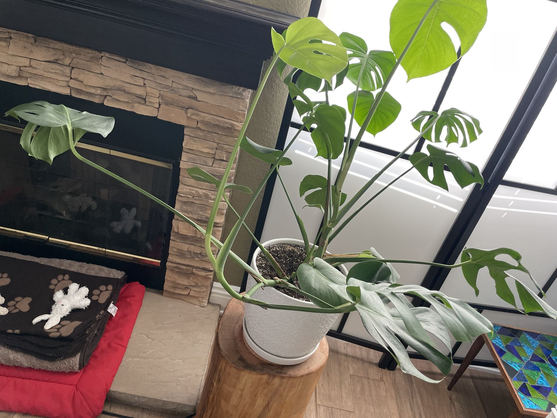 Monstera Split Leaf House Plant in White Ceramic Pot (Extra Large)