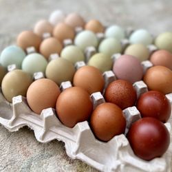 Hatching Eggs / Fertilized Eggs 