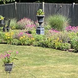 Perennials For Sale Cheap