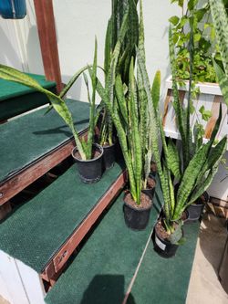 Snake plants