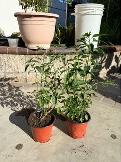 HOT 🥵 Black cobra & Chiltepin small chili peppers