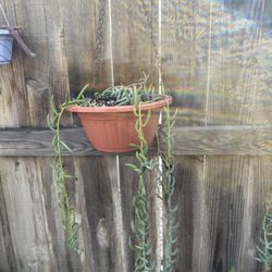 Hanging Banano Plant