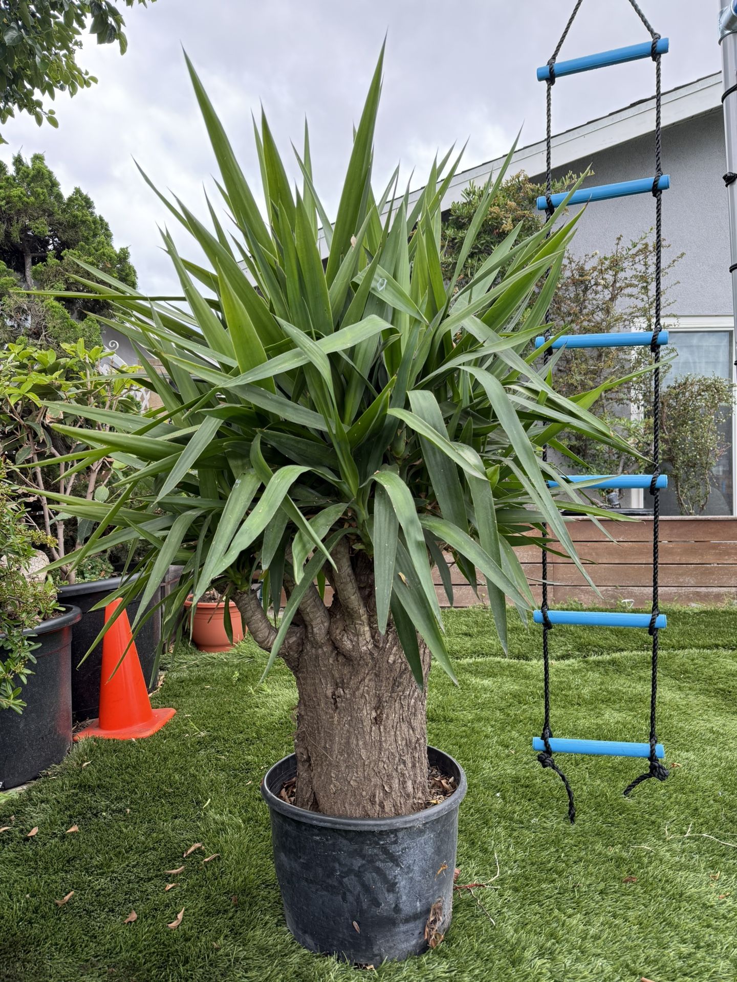 Old Yucca Bonsai Tree ( OUTDOOR and INDOOR PLANT)