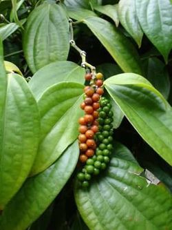 Black Pepper Plant (Piper nigrum)3 ft tall vine