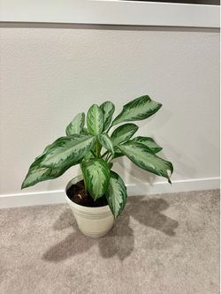 Aglaonema plant