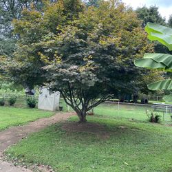 Beautiful Japanese Maple Tree