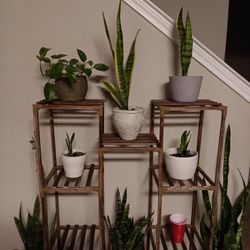 5 Pots With Real Plants 