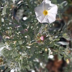 Convolvulus  Cneorum Plants.