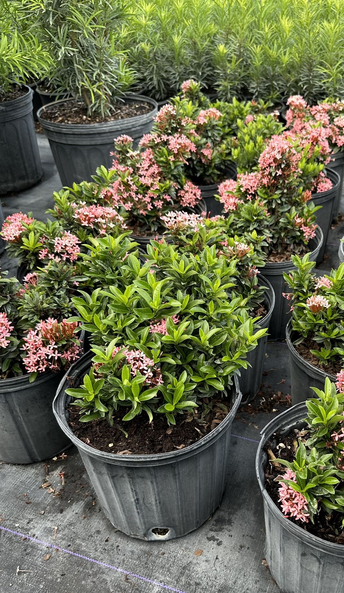 Ixora Enana Rosada