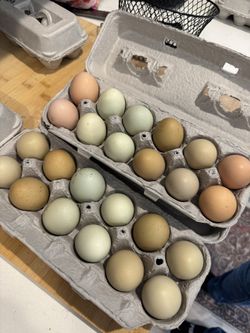 Rainbow Pasture Chicken Eggs