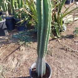Apple Cactus