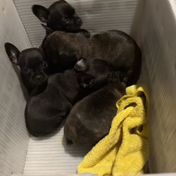 Dog Kennel 