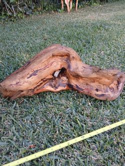 PINE TREE BRANCH/DRIFTWOOD
