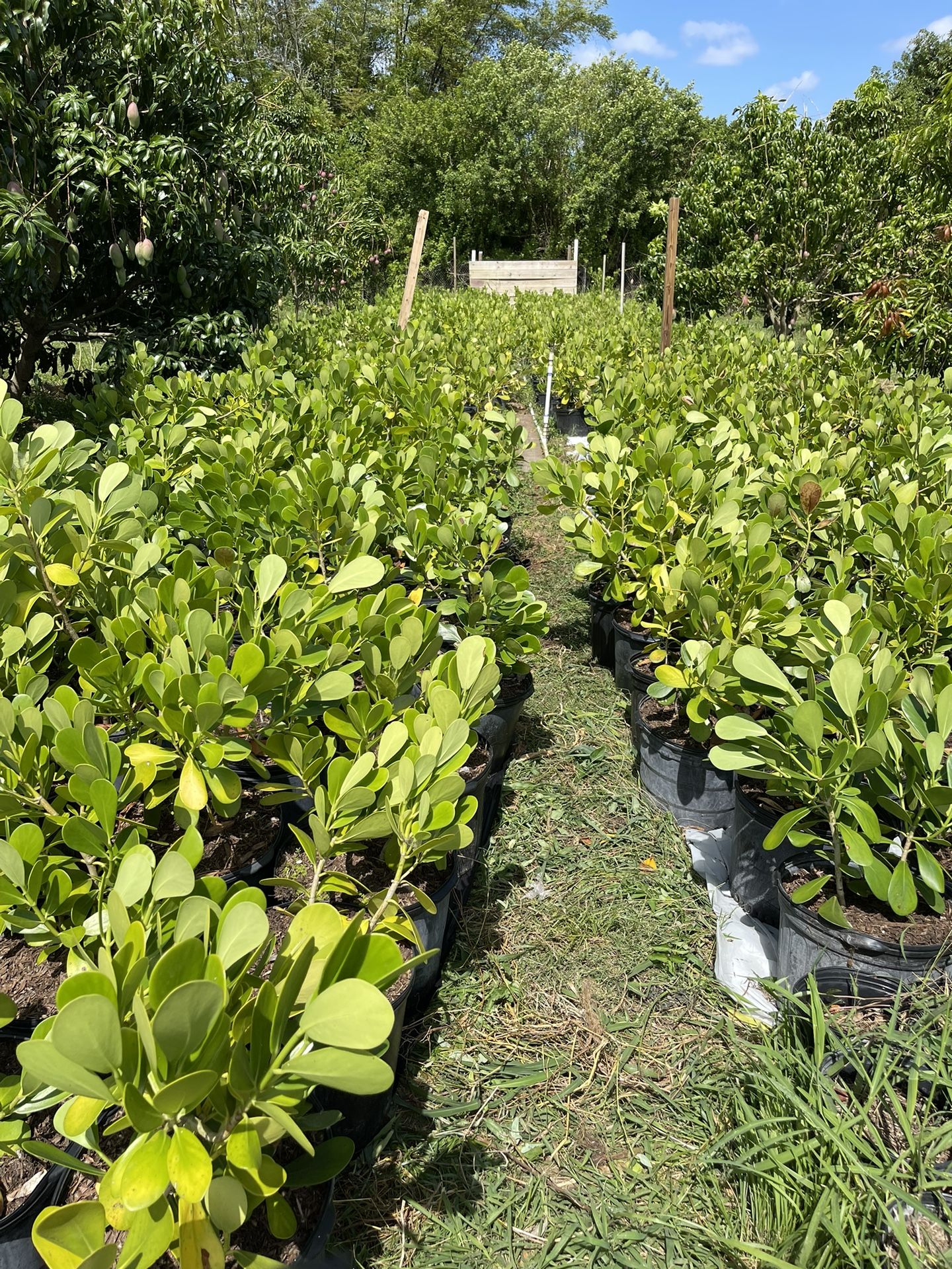 CLUSIA HEDGE PLANT