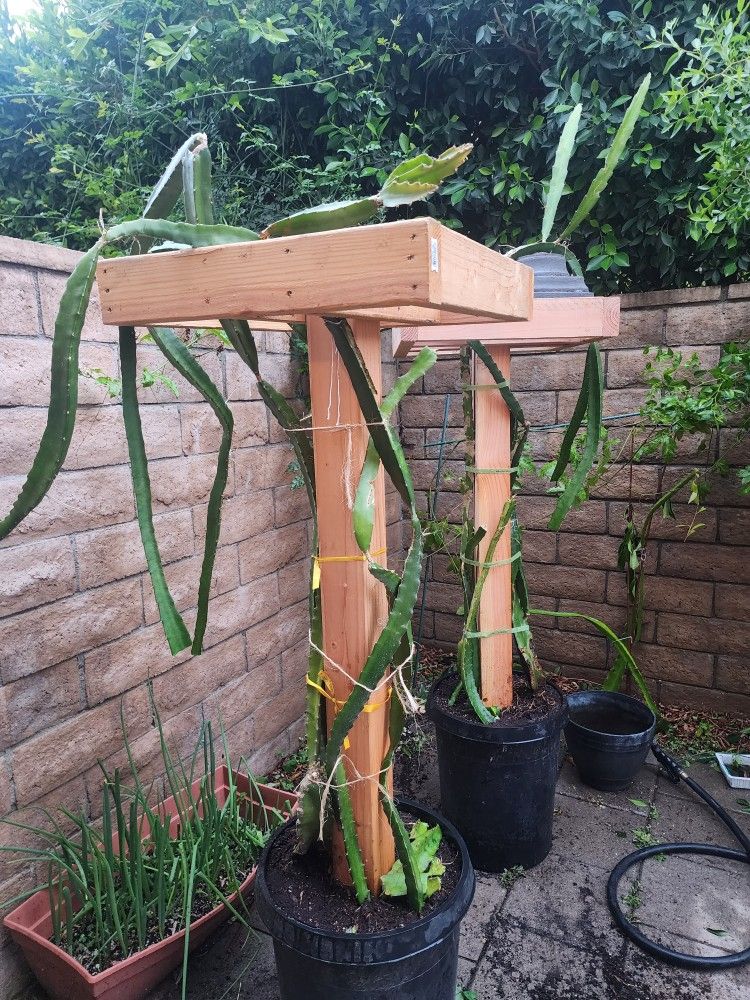 Dragon Fruit Trellis