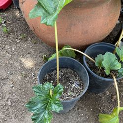 Acanthus Plants. Potted In 4”  Pots