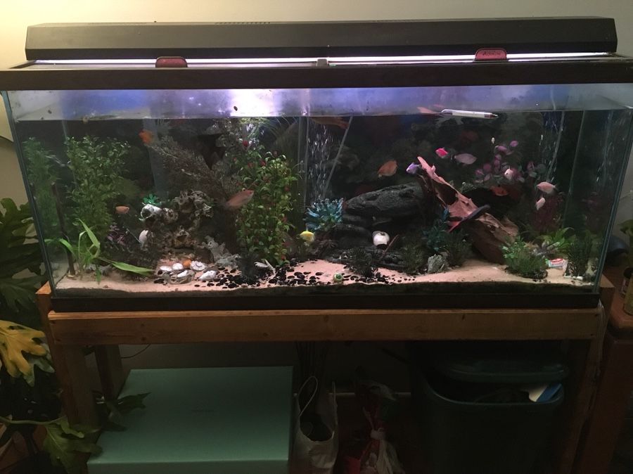 55 Gallon Fish Tank, Light & Stand