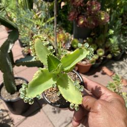 Mother Of A Thousand Mexican Hat Succulent 