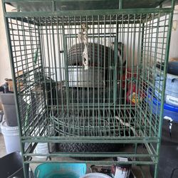 Bird Cage