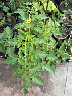Cherry Tomatoes Tree Pot Blooming Ready For Fruits ❤️