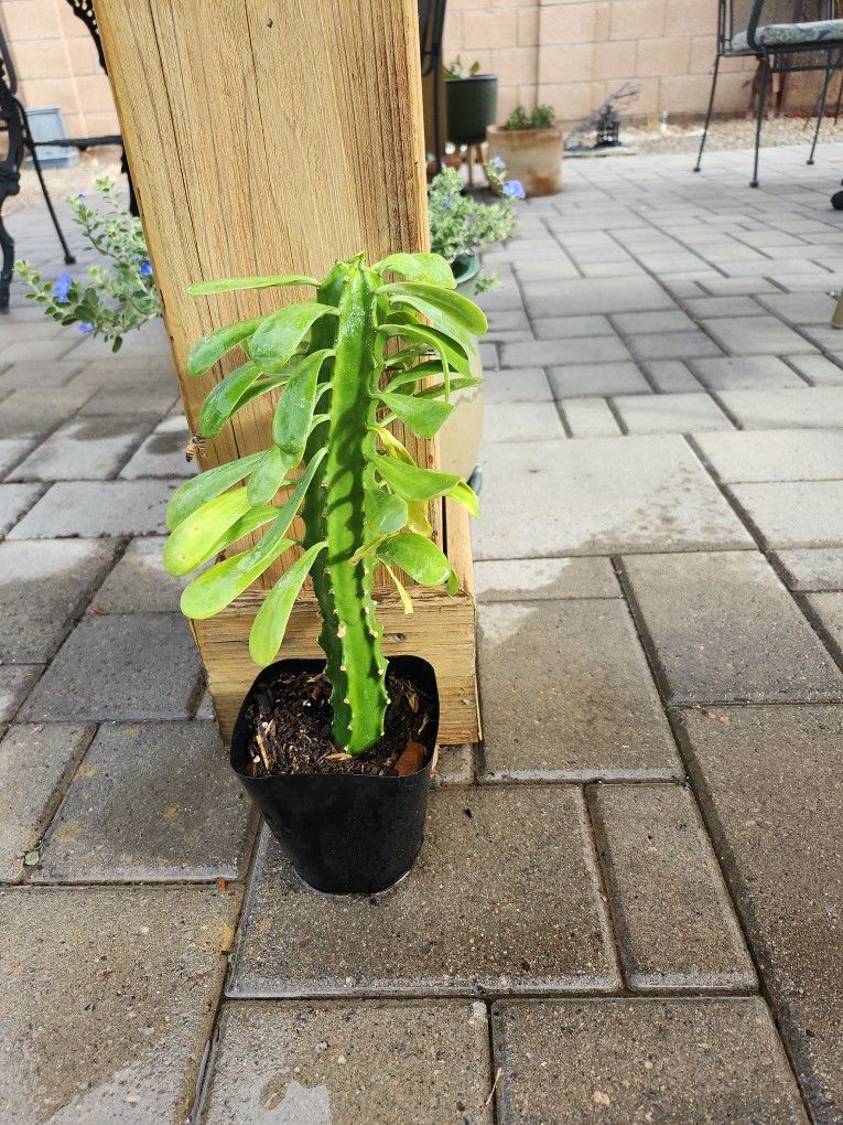 Euphorbia Plants