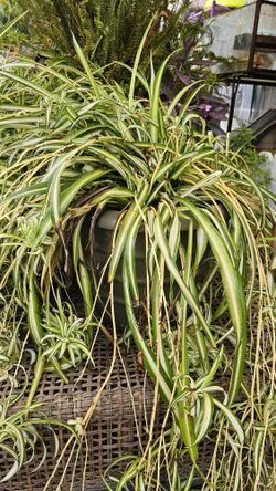 Spider Plant