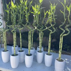 Tall Lucky Bamboo Plants (36”tall $25 each)