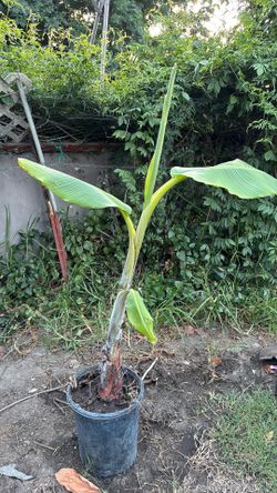 Banana plant