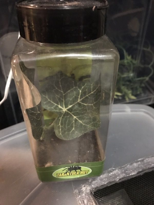 Petco tarantula hut