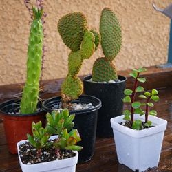 $30 For All,  Plants Cactus Succulents