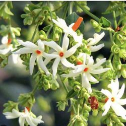 Parijat/ Sheuli Flower Plant 