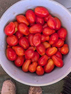 Tomate Roma,