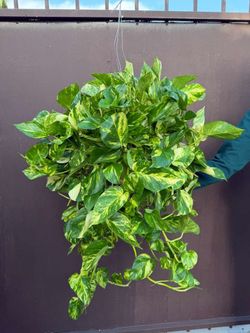 6” patricio pothos