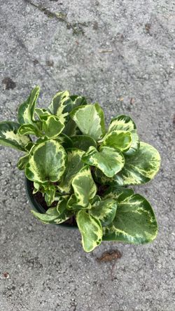 Stunning Variegated Peperomia - 1-Gallon Pot | Easy Care Houseplant Only $10!