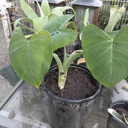 Small Elephant Ears