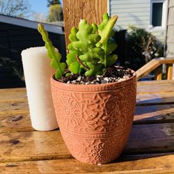 Live indoor Fishbone (Ric Rac) cactus plant in a textured ceramic planter pot—firm price