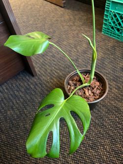 Live Monstera Deliciosa Plant in Pot
