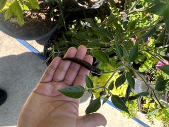 Cobra pepper