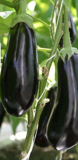 organic eggplant black opal plants