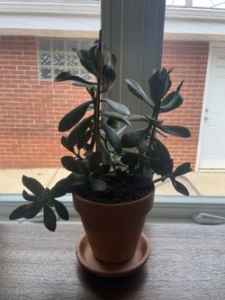 Jade Plant 