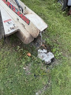 Stumps Palms And Trees 