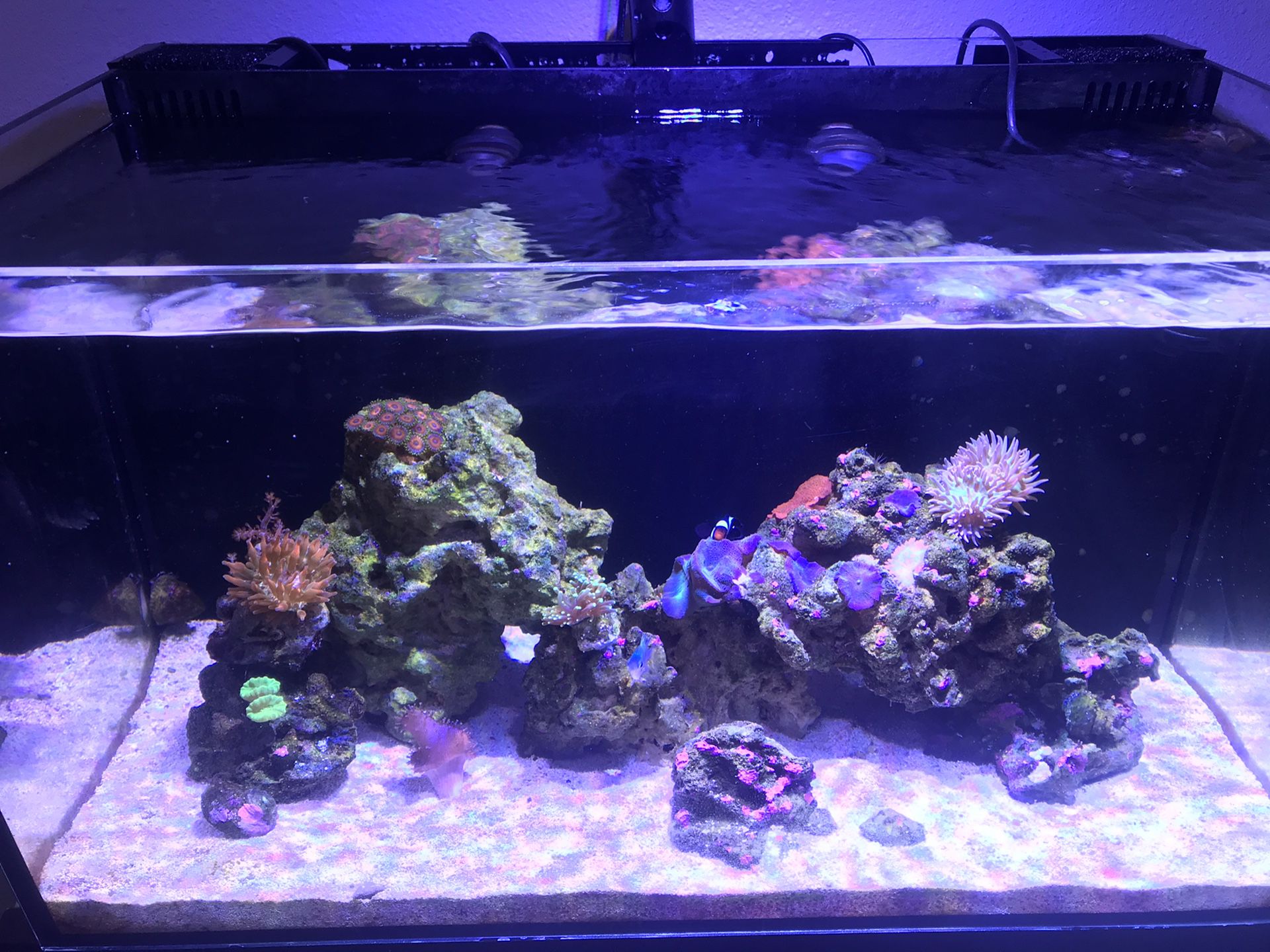 IM 20g nano reef tank