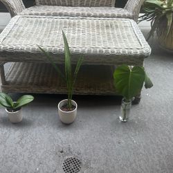 Monstera , Orchid, Snake Plant
