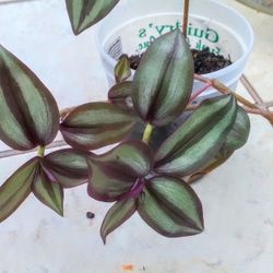 Tradescantia zebria Bosse Silver Inch Plant