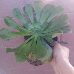 Planta Suculenta En Bote De Un Galo