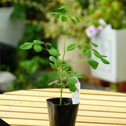 Moringa Tree's 10 Live Seedlings Up To 10"-15" Drumstick Plants 