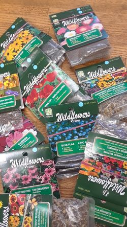 Stover flower seeds
