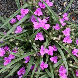 Pink Spiderwort Perennial Plant $5 for a Clump