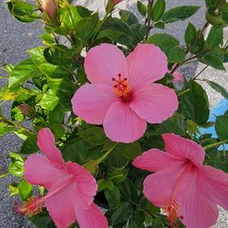 Premium Hibiscus Seminole Pink.[ Kissimmee Fl.34741 