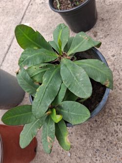 Salmon Corona De Cristo  